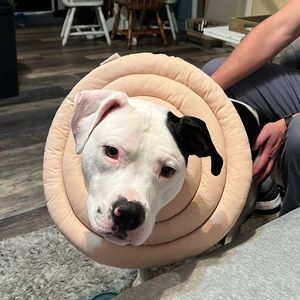 Elizabethan collar, e collar , post surgical collar size XL pop duck